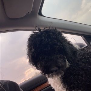 Meet your Posher, Gracie